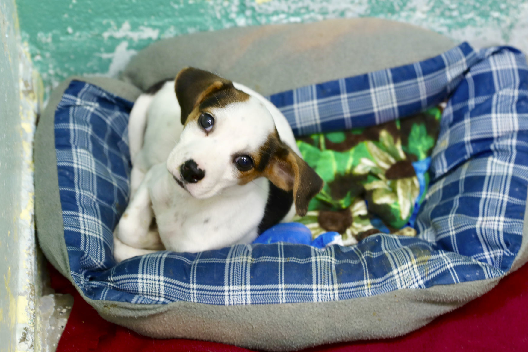 Orangeburg County Animal Shelter